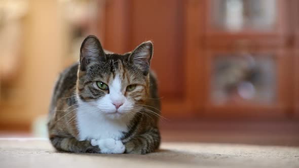 Cute Tricolored Cat Lying on Floor at Home