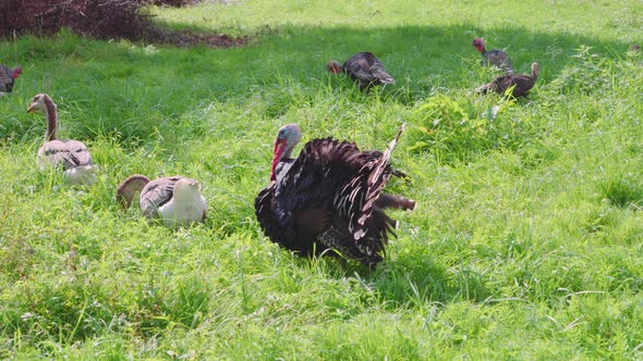 Turkeys and geese graze on the lawn