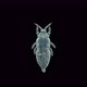 Thysanoptera Insect Larva or Nymph Under a Microscope - VideoHive Item for Sale