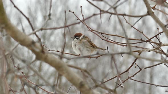 Sparrow