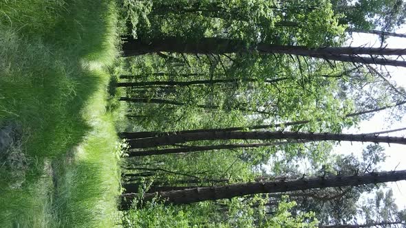 Vertical Video Aerial View Inside a Green Forest with Trees in Summer