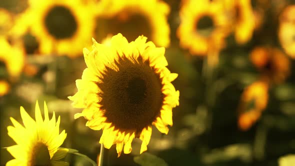 Many Bright Yellow Big Sunflowers in Plantation Fields on Sunset