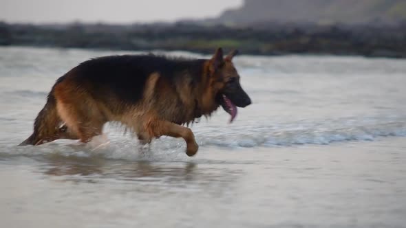 A young German shepherd dog walking and running out side the water on beach and playing on beach