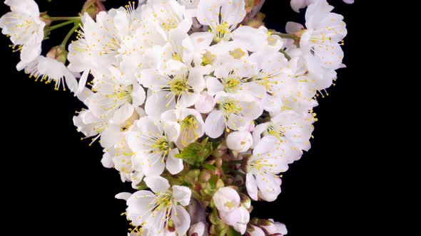 Cherry Blossom. White Flowers Blossoms on the Branches Cherry Tree.