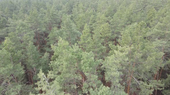 Trees in a Pine Forest During the Day Aerial View