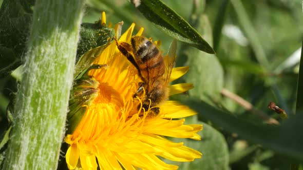 Dangerous bee collecting pollen during pollination process in summer