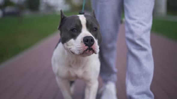 Closeup Portrait of American Staffordshire Terrier Walking Outdoors with Unrecognizable Owner