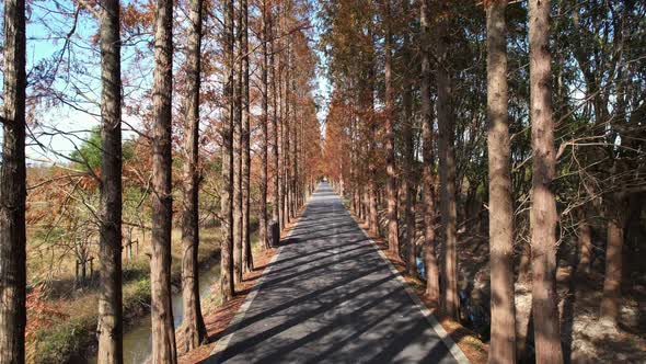 Through the Metasequoia woods