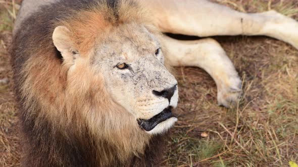 Wild Lions Pride in African Savannah Resting in the Morning Sunrise Rays