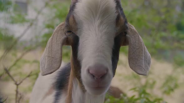 Goat Looking at Camera with Wide Eyes