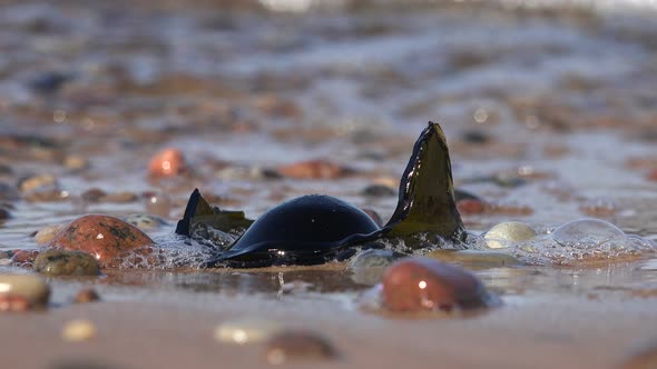 Beach Pollution