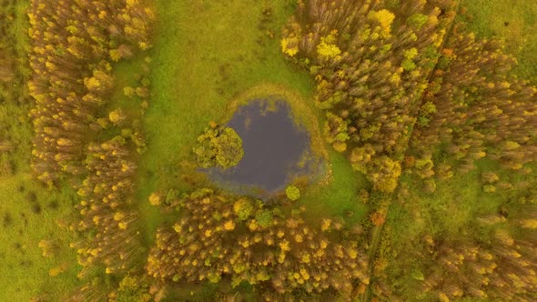 Aerial view of the autumn forest in cloudy weather