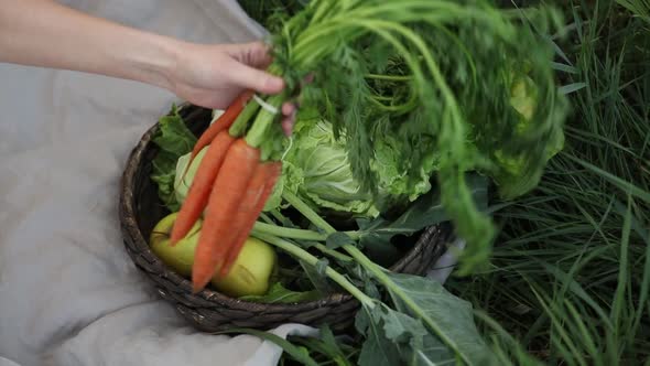 Vegetables in basket at countryside in spring time