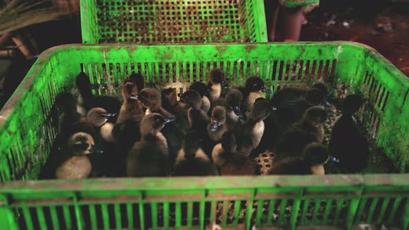 Black Ducklings Moving Around on a Green Tray