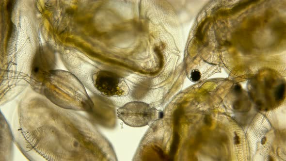 Zooplankton Under the Microscope. A Colony of Different Plankton Microorganisms in a Drop of Water