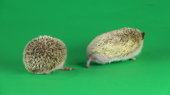 Curious Hedgehog Is Walking and Sniffing on a Green Background at Studio.