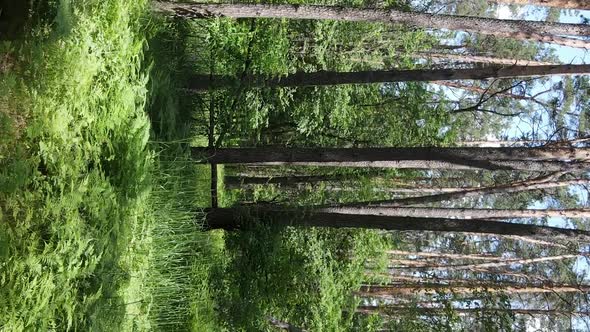 Vertical Video Aerial View Inside a Green Forest with Trees in Summer