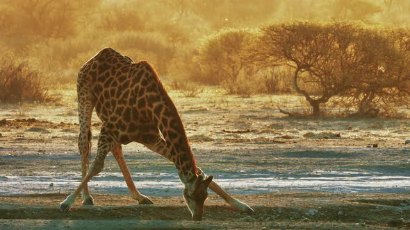 African Giraffe Drinking On The Waterhole With A Lovely Sunset On The Background In Makgadikgadi Pan