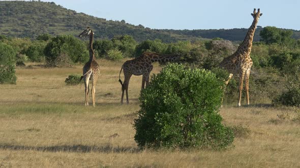 A tower of giraffes