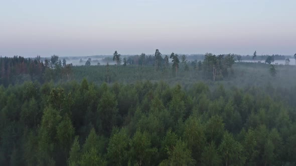 Flight Above Forest