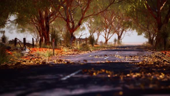 Open Road in Australia with Bush Trees