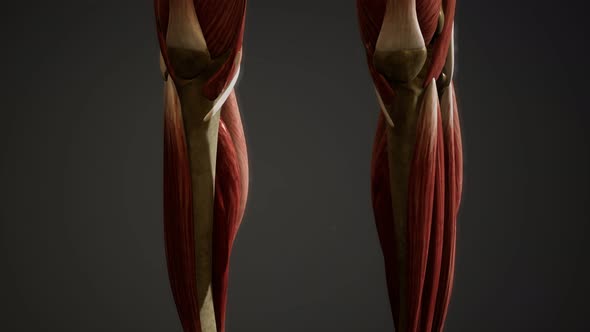 Muscular System of Human Body 