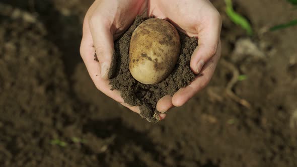 Closeup Male Farmer Hands Peel Potatoes From the Ground