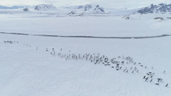 Moving Penguins Colony. Antarctica Aerial Shot