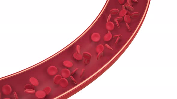 Red and white blood cells in the blood vessel
