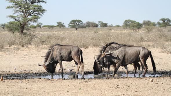 Blue Wildebeest Drinking Water