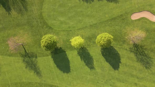 Beautifully manicured trees standing in a lush, green golf course in the rural countryside of North