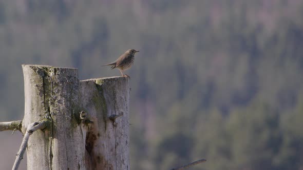 Hermit thrush bird taking off flying from a tree trunk in Sweden, wide shot