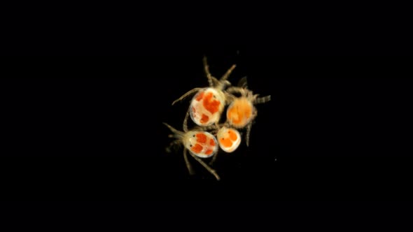 Black Sea Plankton and Zooplankton Under a Microscope, Mite Hydrachnidia