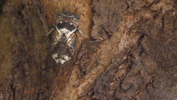 Eukaryota Animalia Arthropoda Tracheata Hexapoda Insecta Insecta Biology