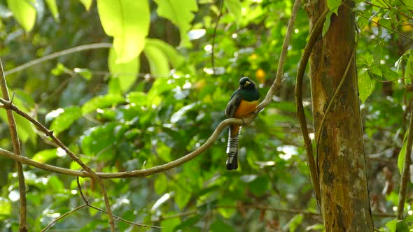 Realtime footage of golden, blue and black tropical bird, carefully watching for small insects with