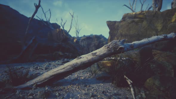 Dry Dead Tree Branches and Mountain Ridge