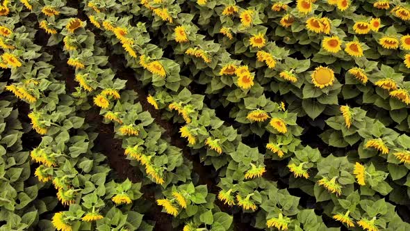 Growing Sunflowers in a Farmer's Field