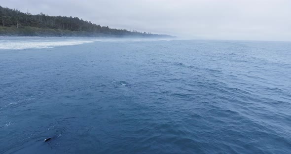 Shoot of gray whale playing with fin with waves in Ruby Beach,Olympic National Park, Washington, USA