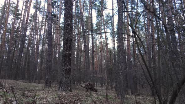 Forest Landscape Aerial View Slow Motion