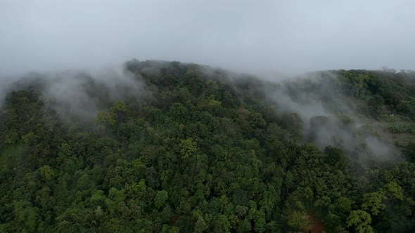 Rainforest and Clouds