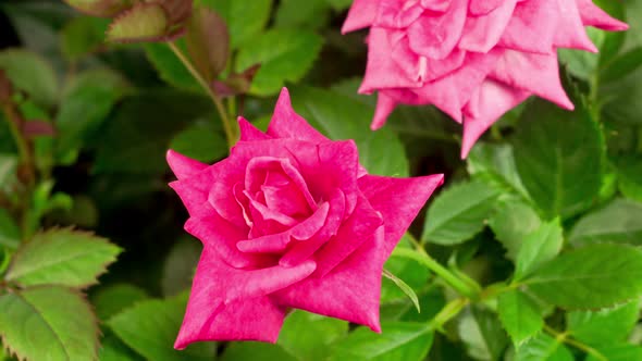 Time Lapse of Opening Purple Rose Flower