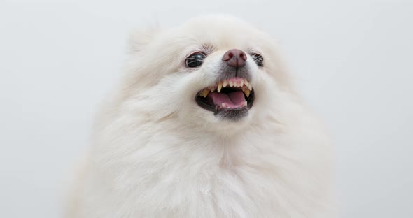White pomeranian dog angry