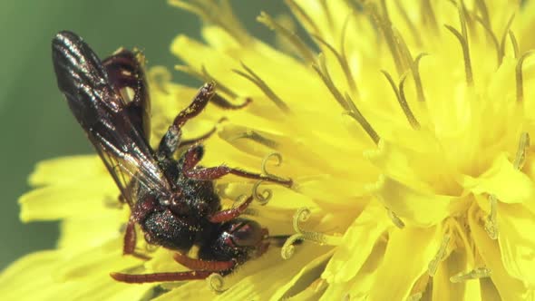 Wasp On A Dandelion Flower