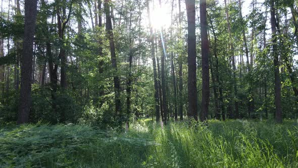 Beautiful Green Forest on a Summer Day Slow Motion