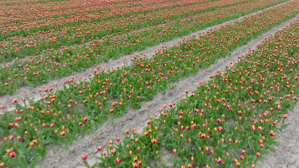 Rows of Orange striped variegated Tulips in Flevoland The Netherlands, Aerial view.