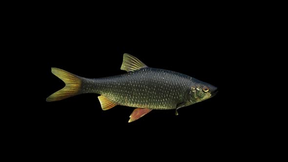 Black Redeye Fish alt