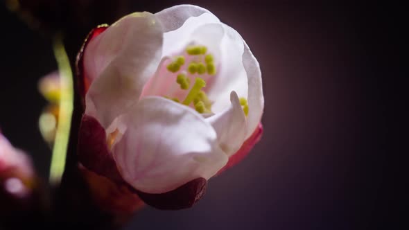 White Flower Bud Blooms and Yellow Stamens Stir