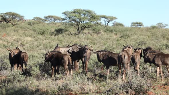 Blue Wildebeest Herd