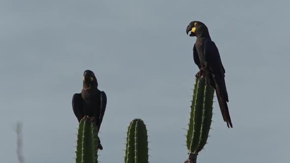 Endangered species adults lear's macaw couple resting on cactus of Caatinga Brazil