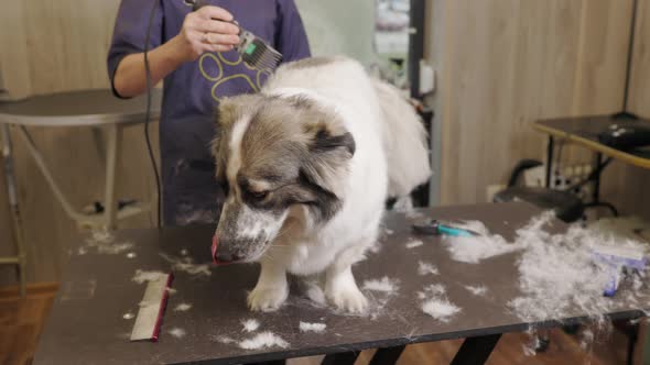 groomer clipping a dog with a clipper